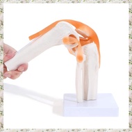 (UJCZ) Anatomical Knee Joint with Ligaments Model Human 1:1 Life Size for Science Classroom Study Di