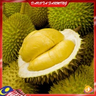 Anak Pokok Durian D24 Sultan King Pokok Kawin Import Dari Thailand