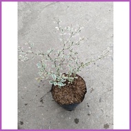 ∈ ◷ ◑ Variegated African Talisay Tree  Variety