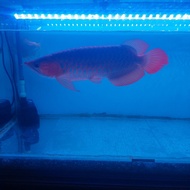 ikan arwana super red