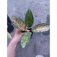 SALE!!! TAKE ALL 4+1 Gift!!! Diff Aglaonema Variety Live Fully Rooted Actual Plants
