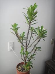 ★╮芳草園★╮－「白色麒麟花2」5吋盆栽