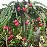 KERATAN SEGAR ANAK POKOK BUAH NAGA MERAH RED DRAGON FRUIT PLANT TREE