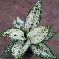 Tanamann Hias Aglonema Snow White - Aglonema Snow White