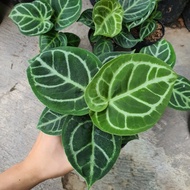 Anthurium Dorayaki Silver Hybrid Ori Daun Bulat Mangkok Kuping Gajah