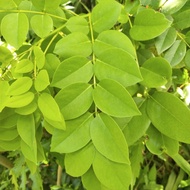 ♞,♘MADRE DE CACAO LEAVES FOR SALE