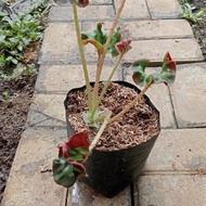 Tanaman Hias Begonia Cathedral/begonia curly/begonia kriting