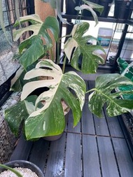 清貨！ 白斑龜背芋 monstera deliciosa var. albo