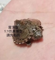 【洋安水族】屋頂龜2.5cm 果核龜 巨型山龜 側頸龜 麝香龜 擬鱷龜 西非 紅腹 沼澤 側頸 甜甜圈 東錦龜 忍者龜