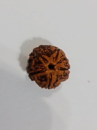 Energized Nepali 5Face Rudraksha Bead (18-20mm) - Premium Quality ( 1 Bead Price )