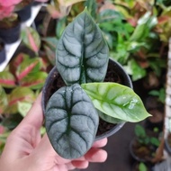 Alocasia dragon silver