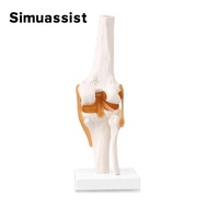 1:1 Flexible Knee Joint Model with Ligaments and Base Femur Tibia and Fibula Bone Anatomy Model Med