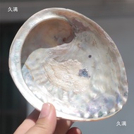 Red shell creative ornament, shell decoration, conch shell, abalone for home aquarium, New Zealand f