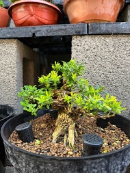 小品盆栽・雀舌黃楊