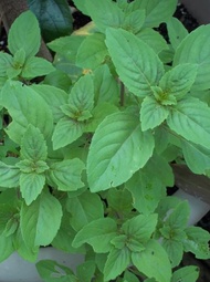 TREE CLOVE  BASIL SEED-Ocimum gratissimum