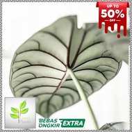 TANAMAN HIAS ALOCASIA SILVER DRAGON - DRAGON SCALE SILVER RAWATAN