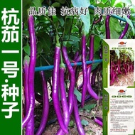 Hang Eggplant No. 1 Eggplant Seed Extra Long Hang Eggplant Seed Fuchsia Long Eggplant Line Eggplant 
