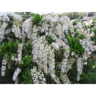 Pokok Bunga Sandpaper Vine Putih Hidup/ Sandpaper Vine White/SPV