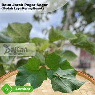 Fence Distance Leaf 3 Sheets Medicine for Itchy Skin