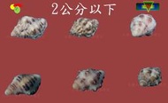 寶物石坊】貝殼146~蚵岩螺4顆1元~沒有加工處理~寄居蟹換殼~魚缸造景~室內擺設~diy材料包＃公仔funko pop