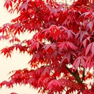 Red Maple Seedlings Bonsai Red Maple Seedlings Foliage Plant Garden Pot Field Cultivation Green Seedlings Easy to Surviv