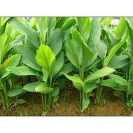 Temulawak mangga FRESH