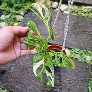 Monstera Adansonii Aurea