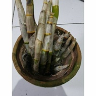Batang Anggrek Dendrobium