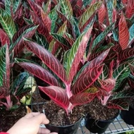 tanaman hias aglonema red sumatra - pohon aglonema red sumatra