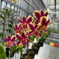Dendrobium Coyote Red Orchid
