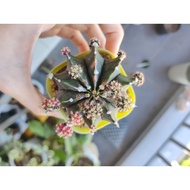 cactus, est 7cm ship without pot