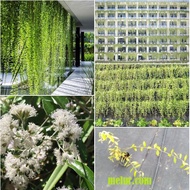 ANOR - Curtain creeper sapling / Anak pokok Lee Kuan Yew