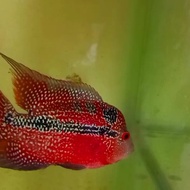 Ikan Louhan Kamfa F3 ori thailand