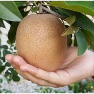 pokok ciku mega hybrid