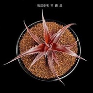 沙漠鳳梨~Dyckia aff. paucispina Brazil~超紅品種~(直徑7.5cm+，裸根)