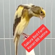 kenari bb betina atau jantan import