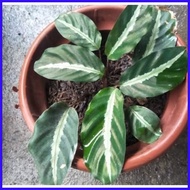 ▦ ◰ Calathea Urdunata Live Plants for Indoor/Outdoor