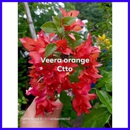 SALE!!!  RARE ROOTED BOUGAINVILLEA