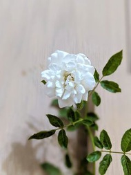 白滿天星玫瑰白玫瑰蔓性玫瑰