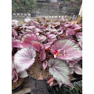 Tanaman Begonia Rex Maori Haze Rimbun / Begonia Rose Splash / Begonia