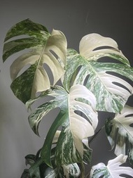 白錦龜背竹 Monstera Variegata- 觀葉植物盆栽