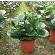 【Easy Plant】Peperomia Tetraphylla Pot Jasper Indoor Pot Hydroponic Plant Office Green Plant Desktop Pot Free Shipping