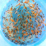 Bibit Ikan Koi 2 cm - 3 cm Grosir 100 ekor (2-3 cm)