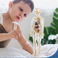 Vonl Human Skeleton Anatomy Model with Removable Organs Human Body Anatomy Model