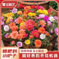 【多西多】網紅混色重瓣太陽花種子易活開花不斷室內室外陽臺盆栽花卉種籽子