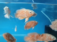 Red Tiger Oscar Fish Ikan Tiger Oscar Size: 3-4cm Ready Stock