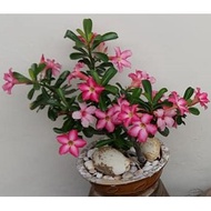 Adenium Plant 富贵花 (Varieties)