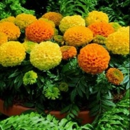 Dwarf marigold seeds mixed 50 seeds