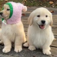 Anak anjing Golden Retriever baka tulen, Golden Retriever gred pertandingan, anjing pemandu, anak an