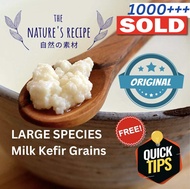 CHEAPEST LARGE SPECIES Europe Milk Kefir Grains 开菲尔 酸奶菌 in Probiotic Starter Super Active Milk Kefir